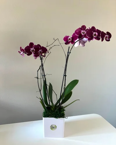 Blooming Orchid Plant - in Destin, FL