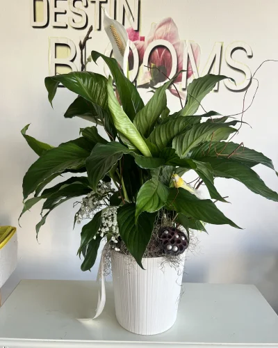 Peace Lilly Blooming Plant - in Destin, FL thumbnail 3