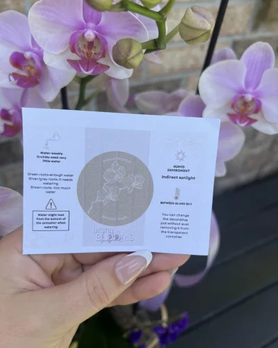 Blooming Orchid Plant - in Destin, FL thumbnail 4