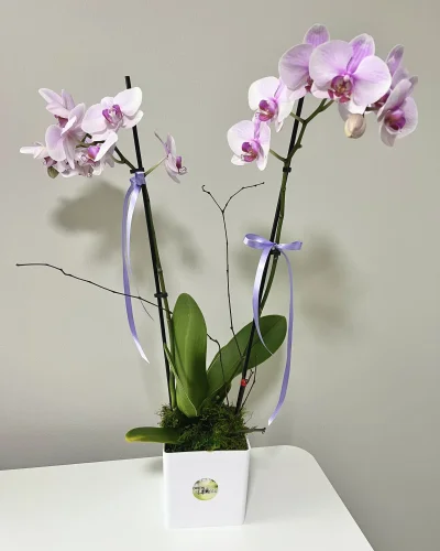 Blooming Orchid Plant - in Destin, FL