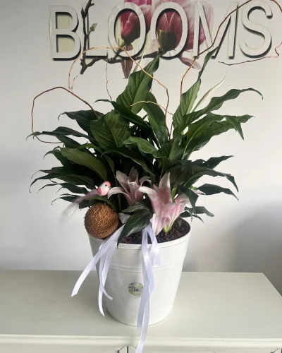 Peace Lilly Blooming Plant - in Destin, FL