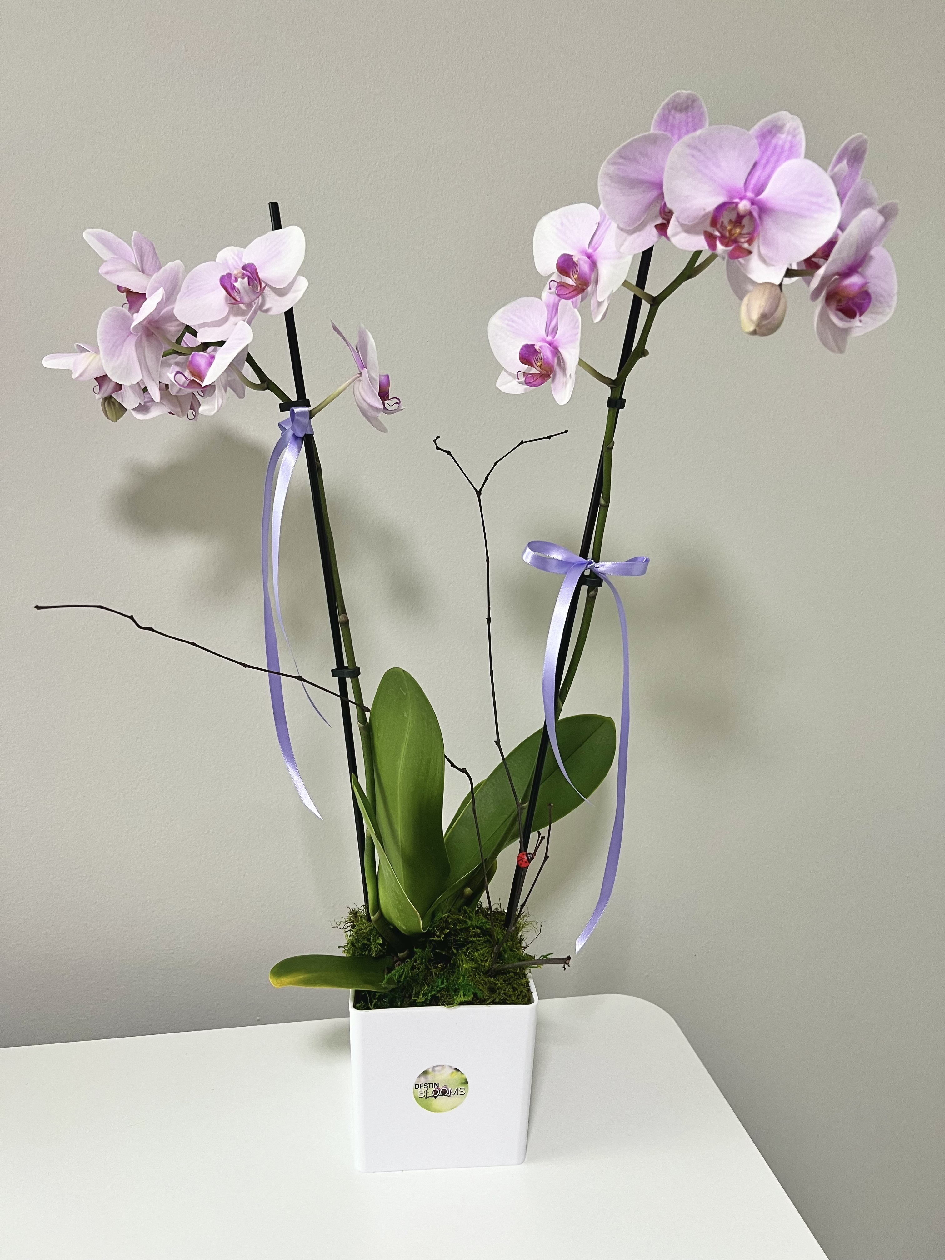 Blooming Orchid Plant - in Destin, FL