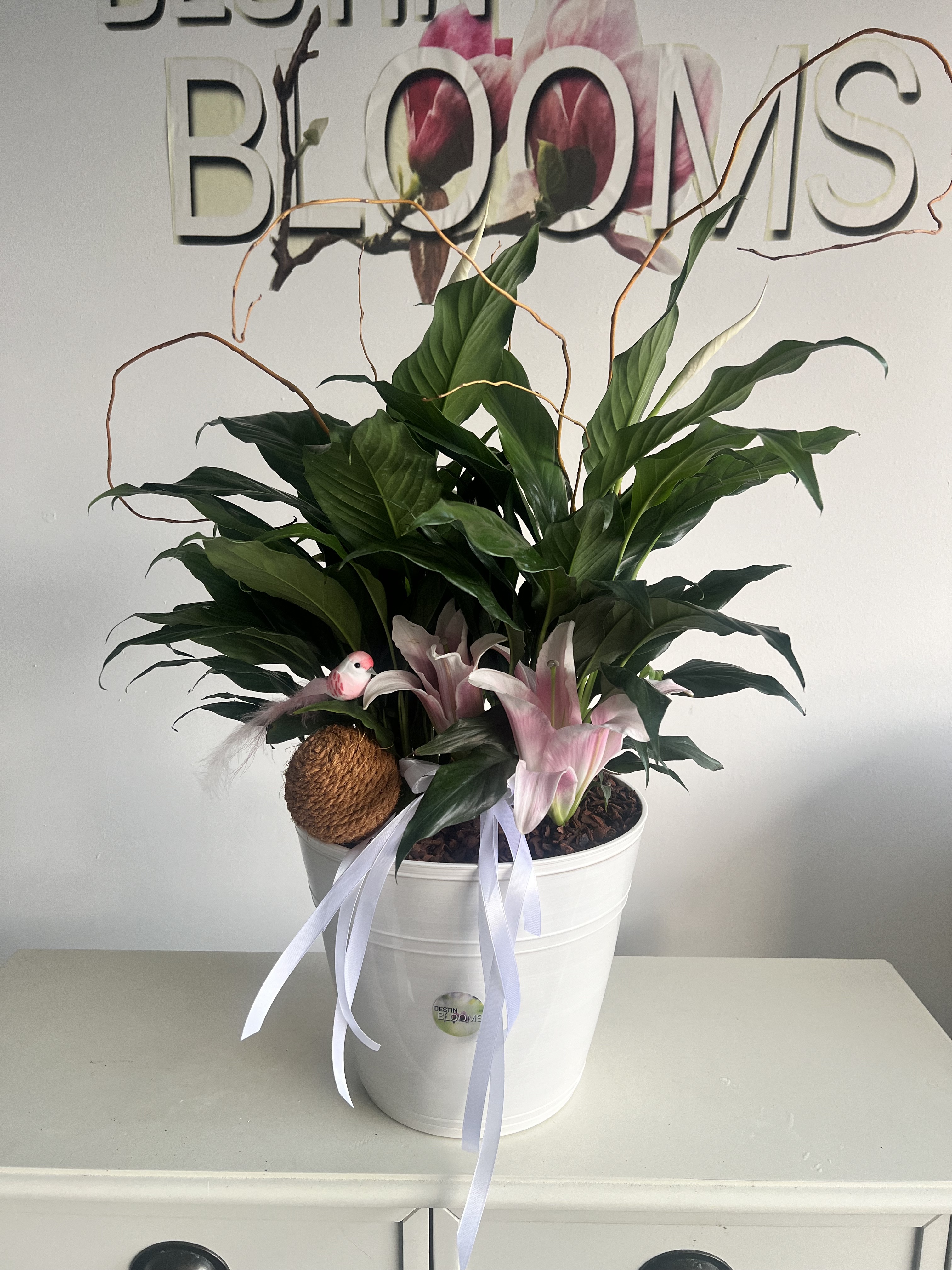 Peace Lilly Blooming Plant - in Destin, FL
